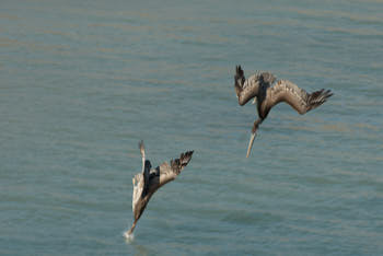 Oiseaux de mer<br>NIKON D200, 300 mm, 100 ISO,  1/250 sec,  f : 8 